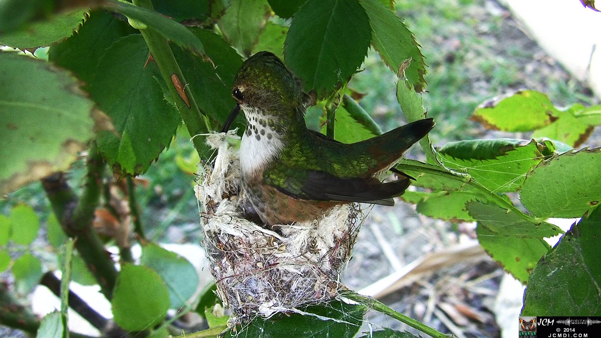 Allen's Hummingbird female in nest 